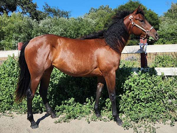 good-conformation-appaloosa-horse