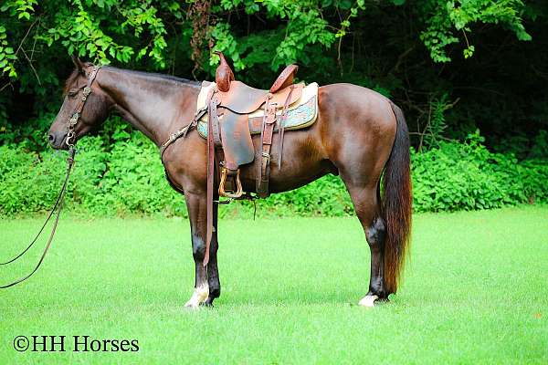 working-equitation-rocky-mountain-horse