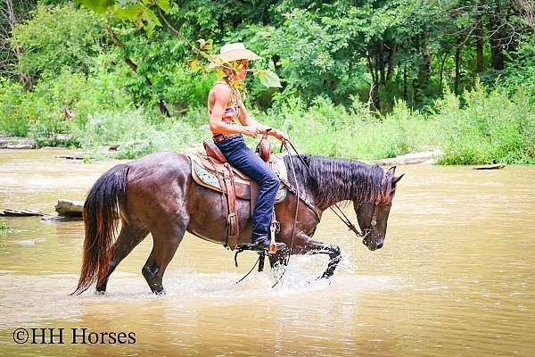 yout-rocky-mountain-horse