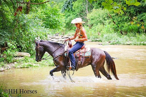 all-around-rocky-mountain-horse