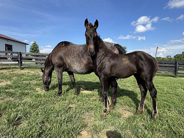 blue-roan-roan-friesian-quarter-horse-filly