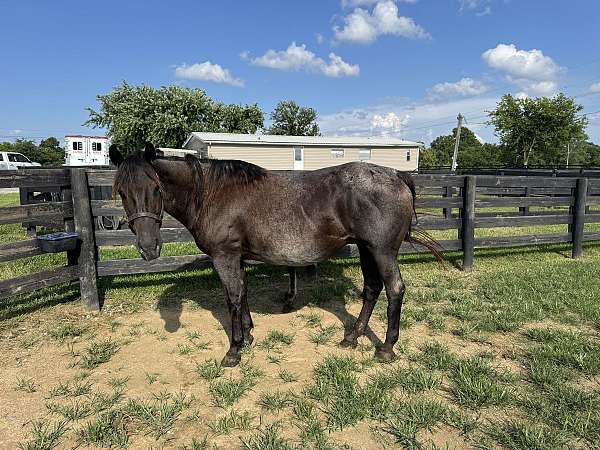 blue-roan-roan-friesian-quarter-horse-mare