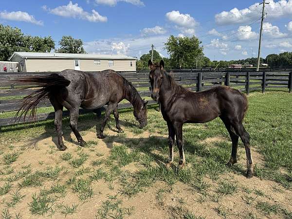 blue-roan-roan-friesian-quarter-horse-stallion
