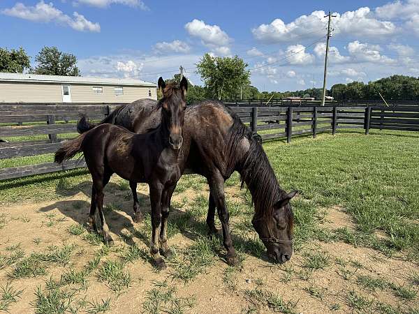 blue-roan-roan-friesian-quarter-horse-foal