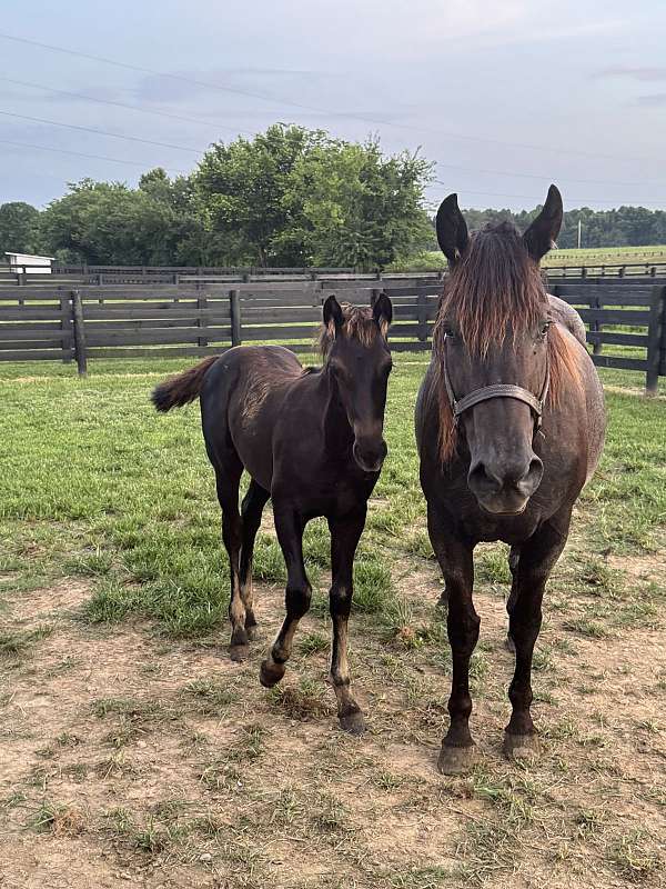 blue-roan-roan-friesian-quarter-horse-for-sale