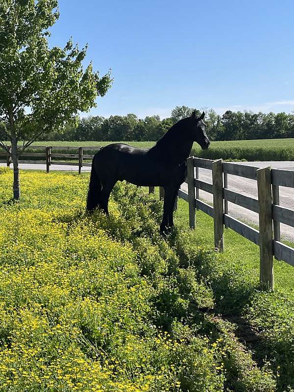 quarter-horse-broodmare