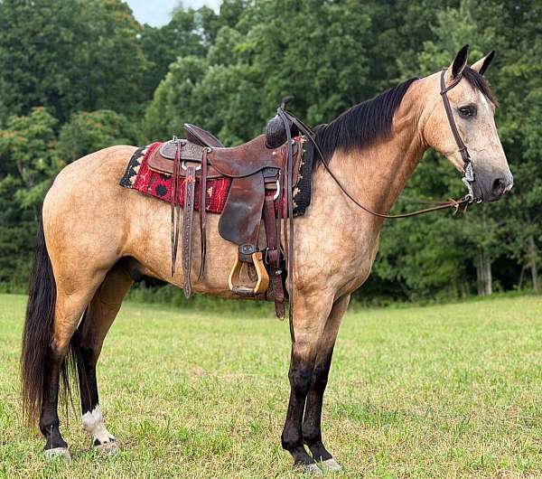 15-hand-rocky-mountain-pony