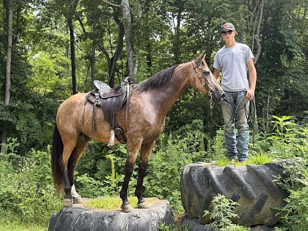 canter-quarter-pony