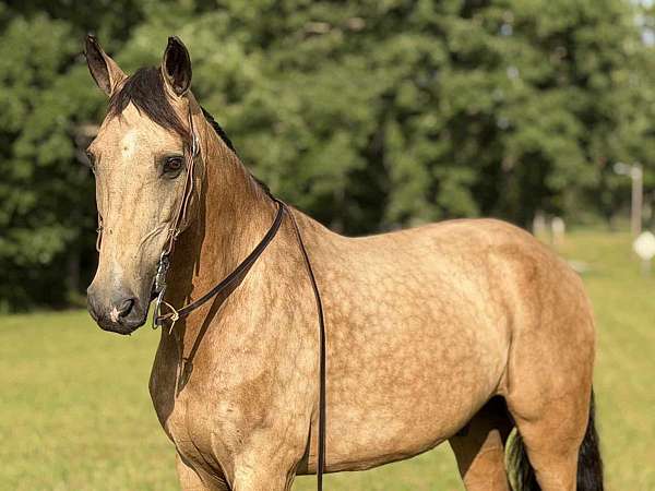includes-quarter-pony