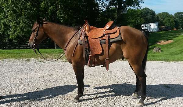 none-horse