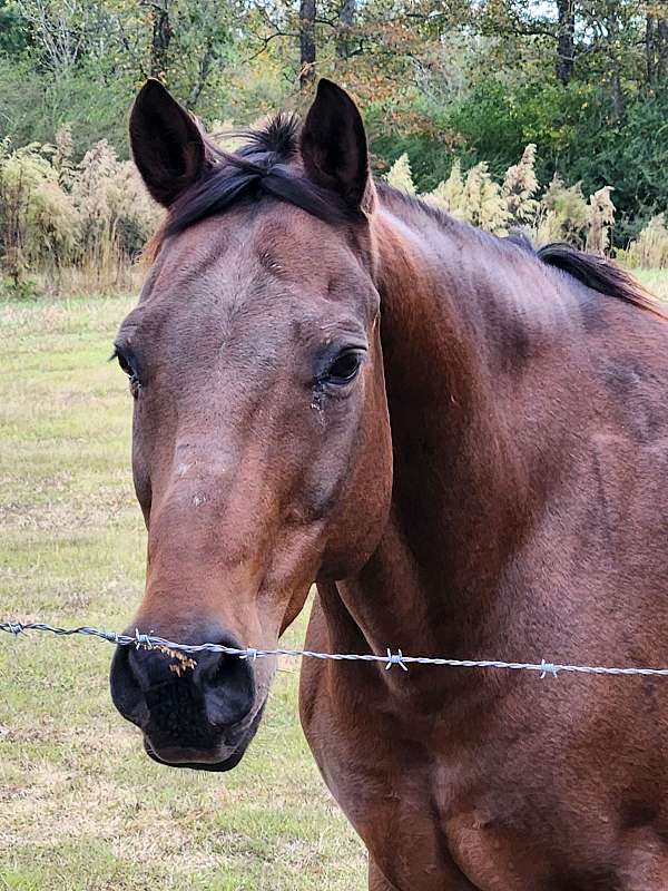 bay-none-horse