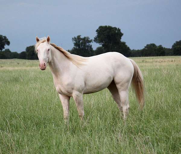 barrel-quarter-horse