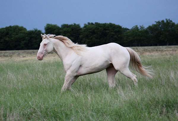 barrel-racing-quarter-horse