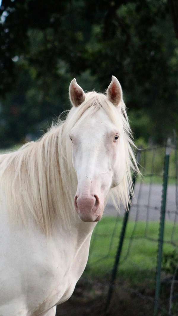 blue-eyed-quarter-horse