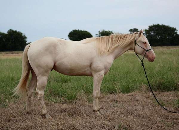 calf-roping-quarter-horse