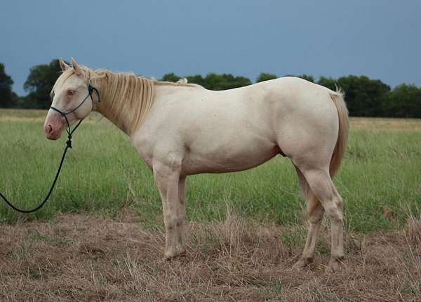 heading-quarter-horse