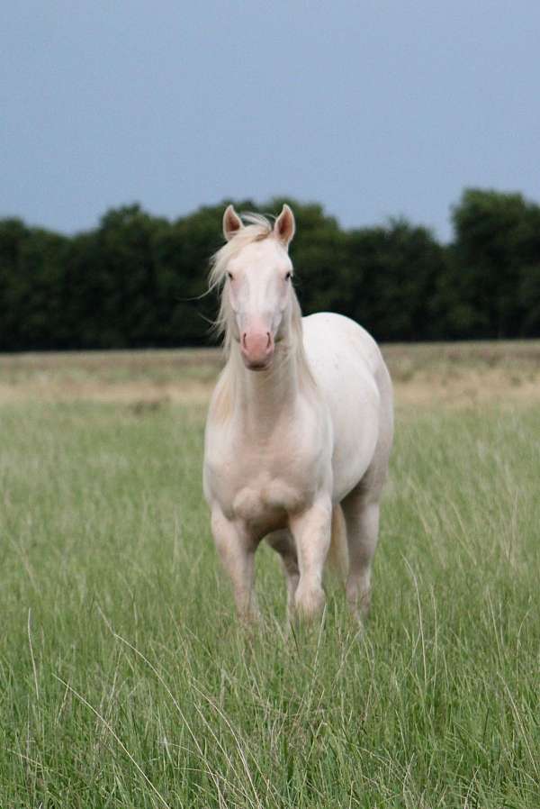 all-around-quarter-horse