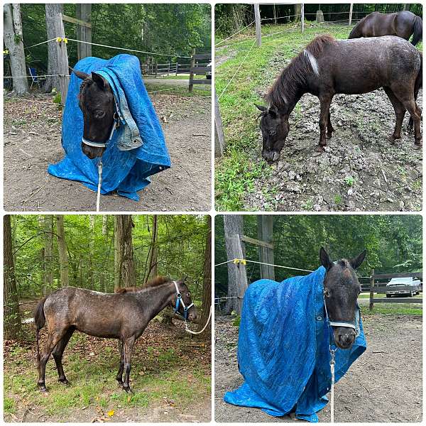 bay-roan-roan-mottling-around-eyesnose-pony