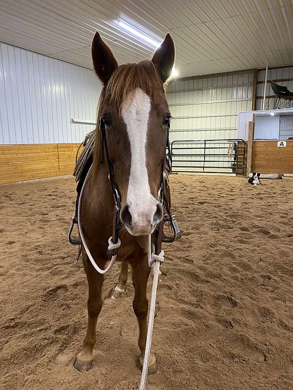 chestnut-quarter-horse-foal