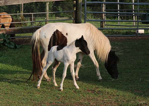 black-pinto-aspc-horse