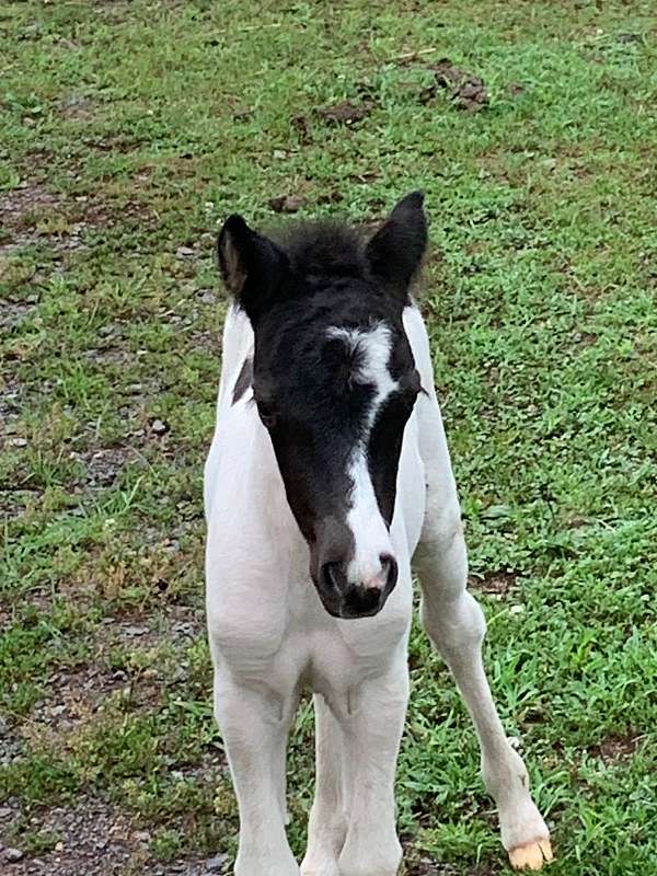 black-pinto-filly-for-sale
