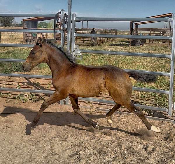 buckskin-varnish-horse