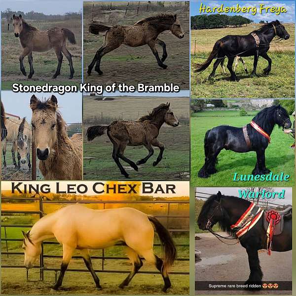 champion-fell-pony