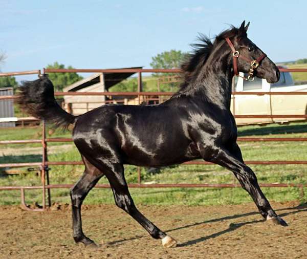 athletic-irish-draught-horse