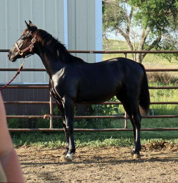 breeding-irish-draught-horse