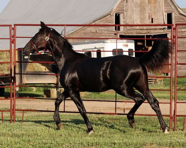 eventing-irish-draught-horse