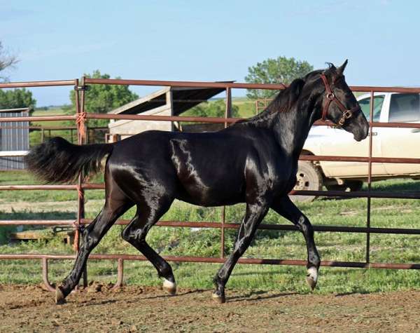 field-hunter-irish-draught-horse