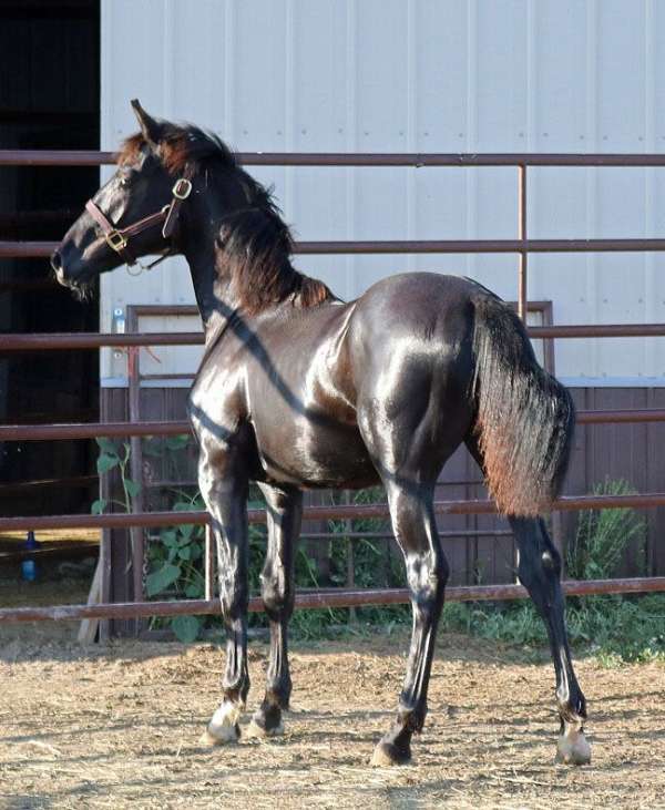 flashy-irish-draught-horse