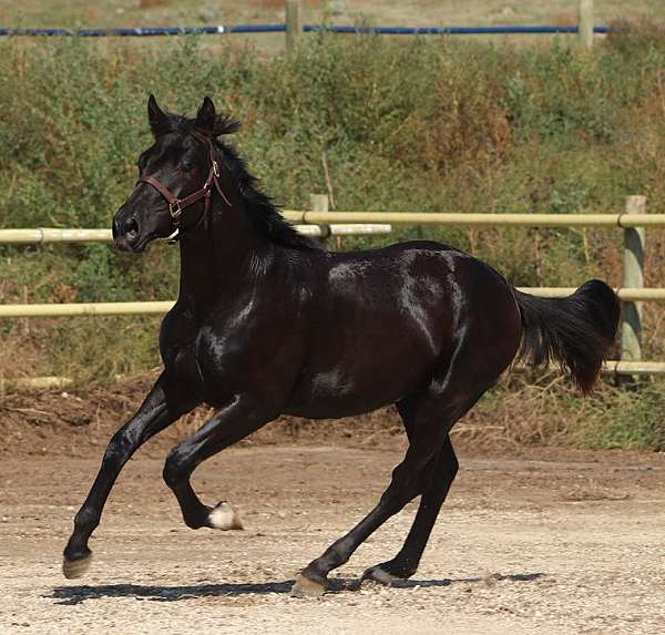 left-front-right-hind-coronet-sock-front-partial-white-horse