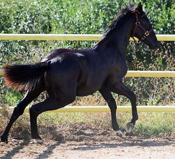 all-around-irish-draught-horse
