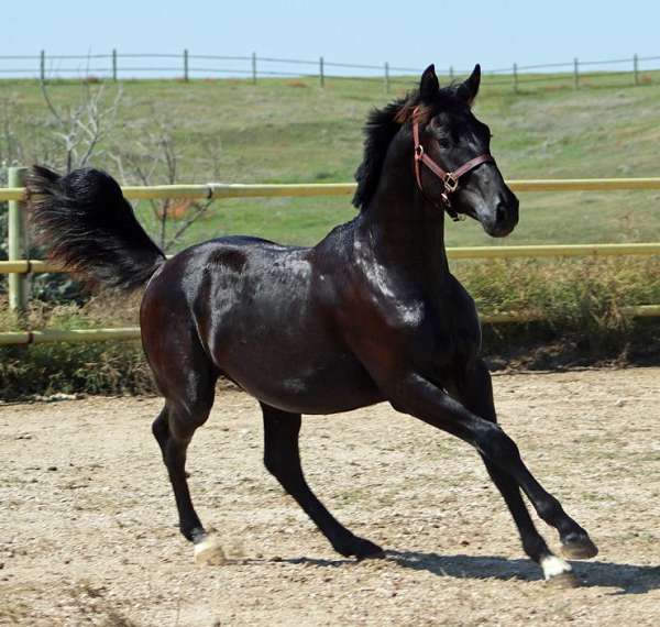 classical-irish-draught-horse