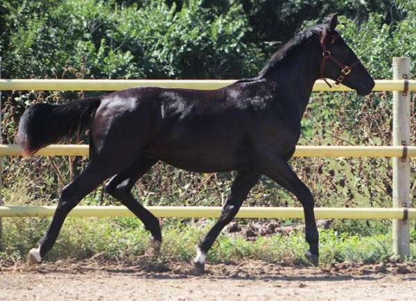 dressage-irish-draught-horse