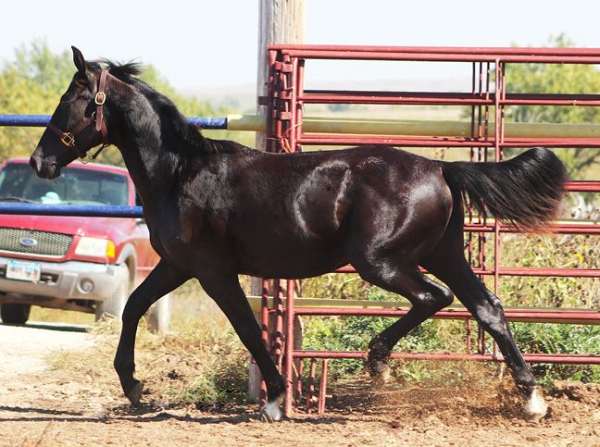big-bodied-irish-draught-horse