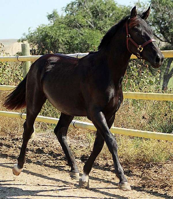 black-colt-irish-draught-horse