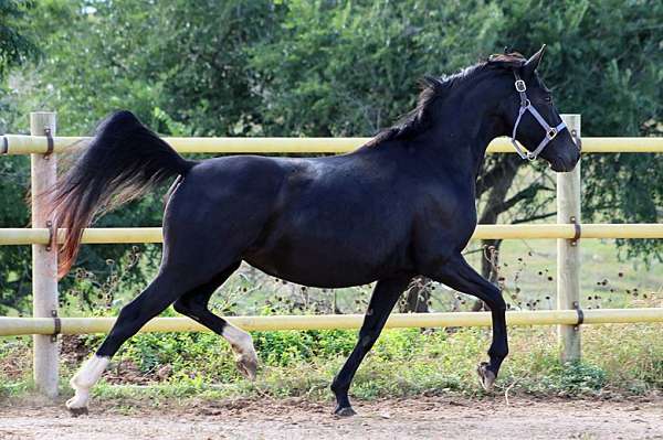 bloodlines-irish-draught-horse