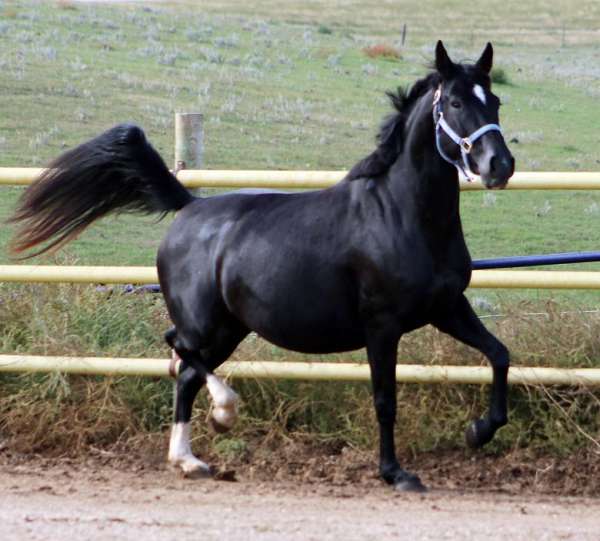 de-niro-irish-draught-horse