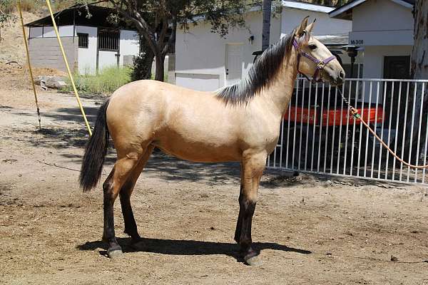 2025-filly-andalusian-horse