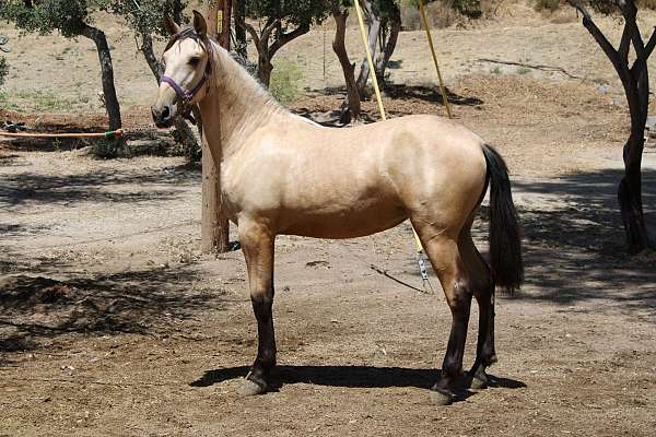 great-disposition-andalusian-horse