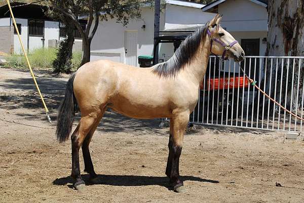 michigan-andalusian-horse
