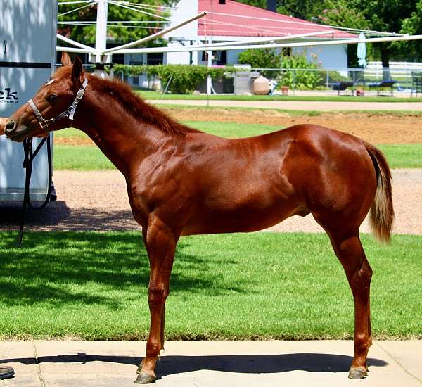 raylan-givens-quarter-horse