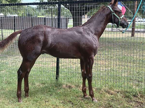 sneaky-kitten-quarter-horse