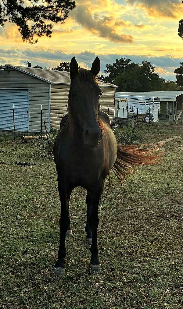 athletic-tennessee-walking-horse