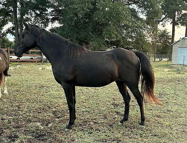 trail-riding-tennessee-walking-horse