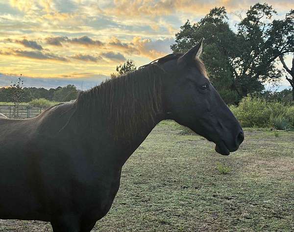 black-tennessee-walking-mare