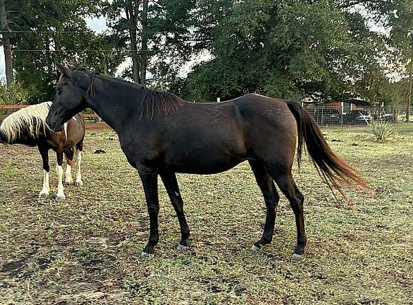 black-athletic-horse