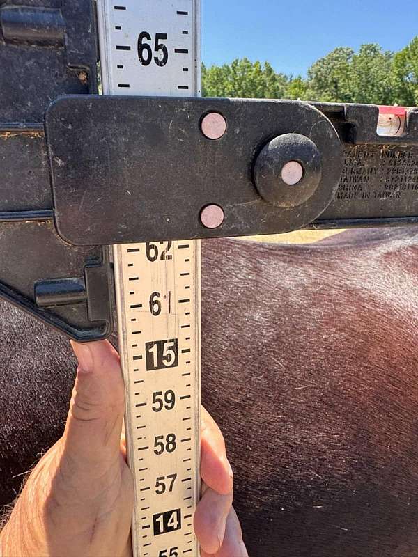 gaited-tennessee-walking-horse